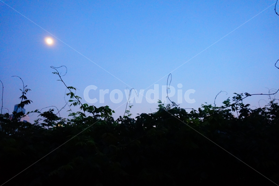 저녁,하늘,등나무,학교,달,풍경,자연,풍경,nature,landscape,식물,plants,실루엣,그림자,silhouette,shadow