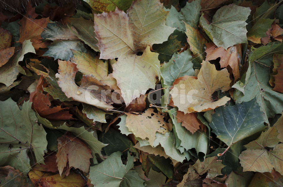leaf,잎,plant,식물,tree,나무,낙엽,가을