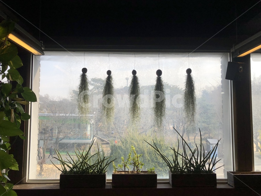 water,물,식물,화분,창문,낮