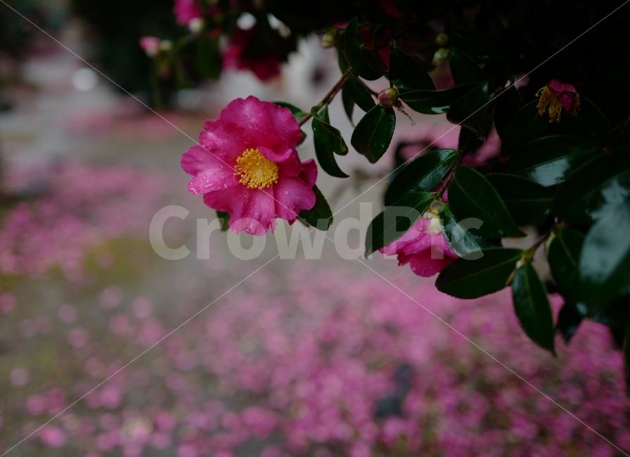 동백꽃,꽃,동백나무,겨울꽃,꽃잎,꽃한송이,식물,자연,plants,nature,꽃,flower,감성,sensible,feeling