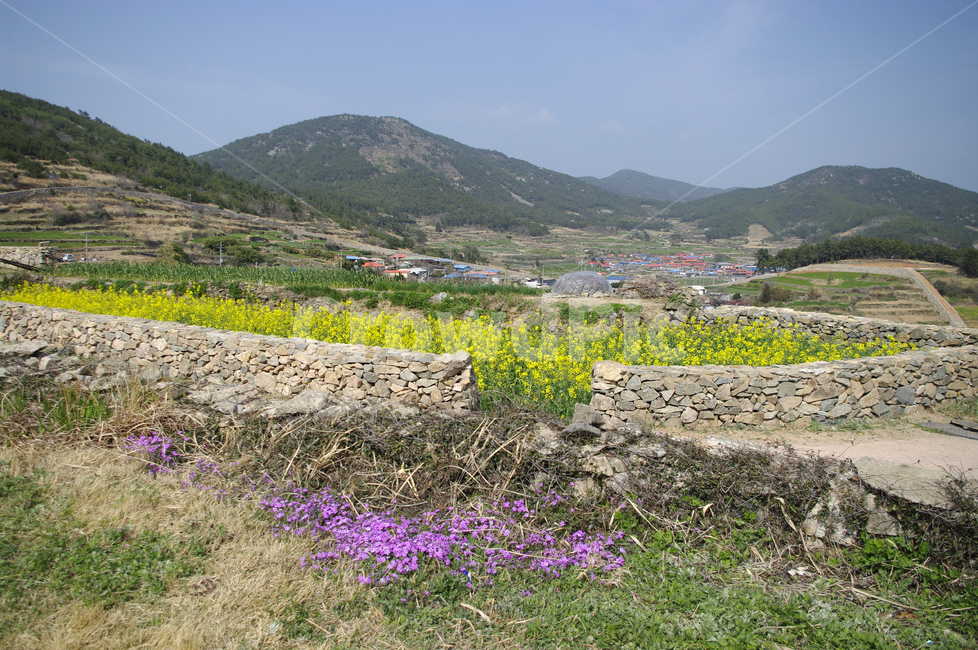 유채꽃,꽃밭,꽃,flower,계절,봄,spring,하늘,구름,풍경,마을,산,시골,청산도,봄,계절,spring,season,시골,마을,풍경,landscape,country,rural,town,nature,자연,outdoors,옥외