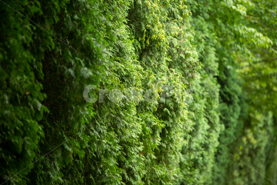 식물,자연,잎,plant,tree,나무,식물,자연,plants,nature