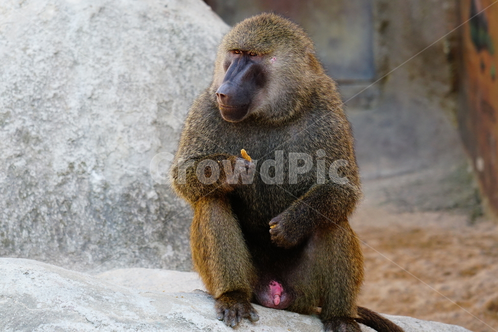 원숭이,아누비스개코원숭이,동물,animal,포유류,olivebaboon,anubisbaboon,monkey,동물,animal,포유류,mammal