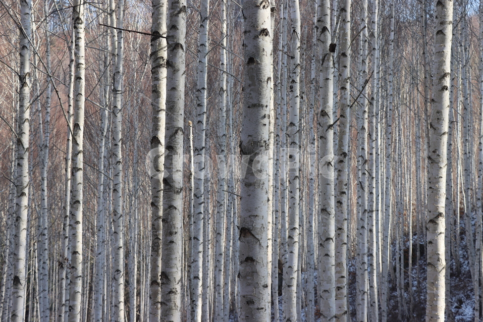 자작나무,흰나무,식물,tree,나무,birch,plant