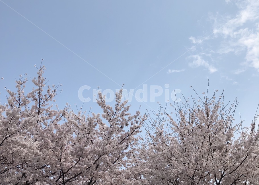 벚꽃,하늘,구름,분홍색,나무,tree,봄,계절,spring,season,자연,풍경,nature,landscape,plant,식물,blossom,꽃,flower