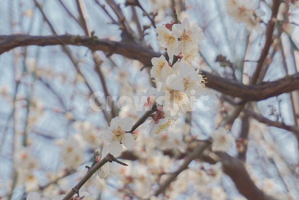 봄꽃,매화,꽃,식물,매실나무,봄,계절,flower,봄,계절,spring,season,식물,자연,plants,nature,꽃,flower,plant,blossom