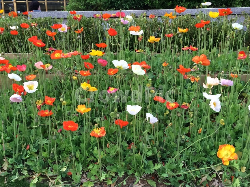양귀비꽃,식용양귀비,알록달록,하늘하늘,화단,식물,자연,plants,nature,꽃,flower