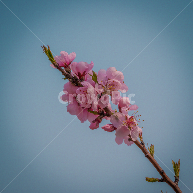 plant,식물,blossom,꽃,flower,나무,쿨톤,웜톤