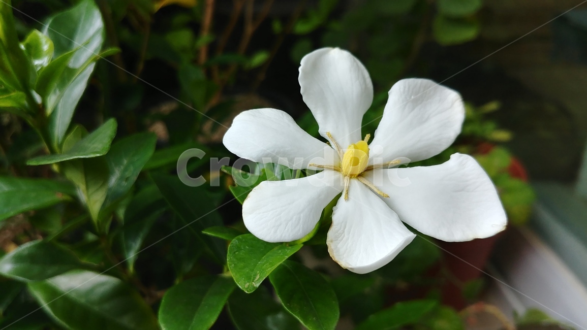 치자꽃,열매치자,gardenia,치자나무,gardeniajasminoidesellis