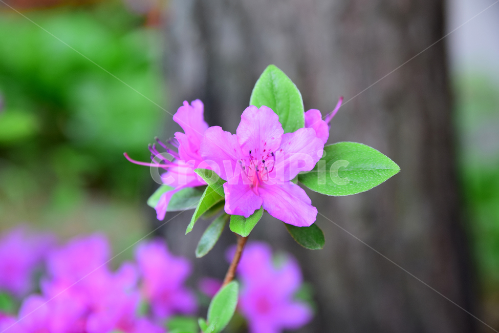 철쭉,진달래,꽃,빨간꽃,식물,자연,보라색,핑크,plant,nature,flower,네이처,플랜트,배경,화사한,식물,자연,plants,nature,꽃,flower
