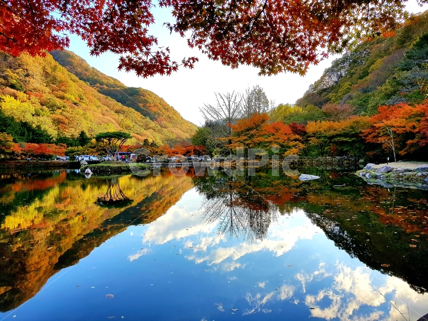 가을,백양사,단풍,자연,애기단풍,감성