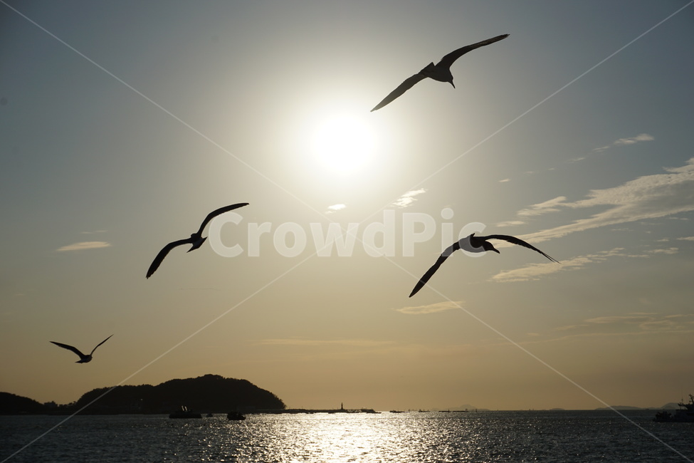풍경,바다,새,노을,섬,하늘,동물,animal,조류,새,birds