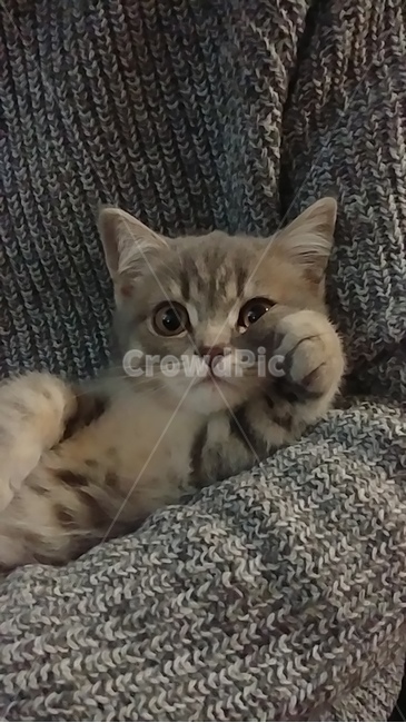 스코티쉬스트레이트,고양이,모델고양이,스코티쉬,아기고양이,분위기있는고양이,귀여운고양이,이쁜고양이