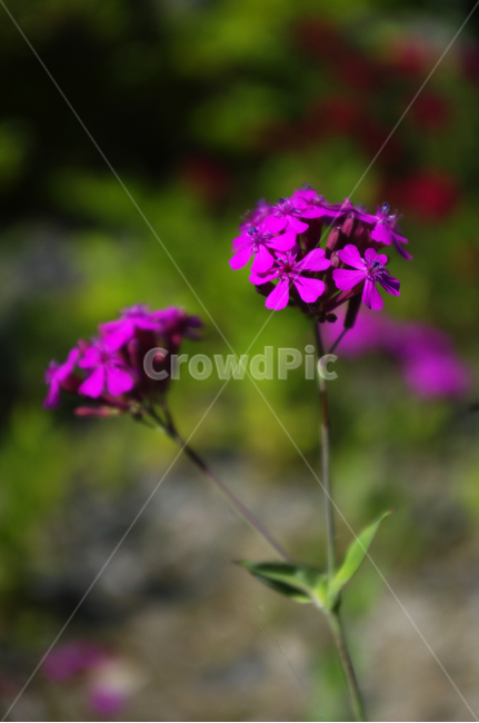 꽃,식물,flower,plant,끈끈이대나물,끈끈이대나물,식물,자연,plants,nature,꽃,flower
