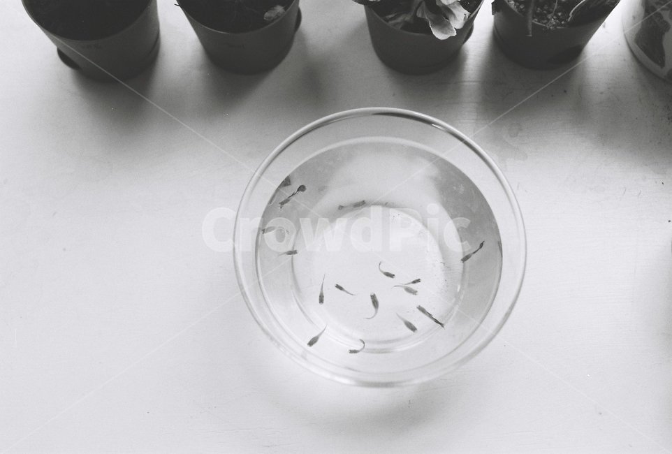 물고기,어항,흑백,필름,가두다,작다,물,동물,animal,어류,물고기,fish,흑백,모노톤,monochrome,black and white