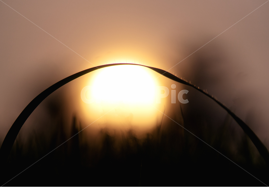 Sunrise,Sunset,Sun,Silhouette,Backlight,Leaf,Curve,Nature,Landscape,Abstract,Minimalist,Hope,Vitality,Background,CopySpace