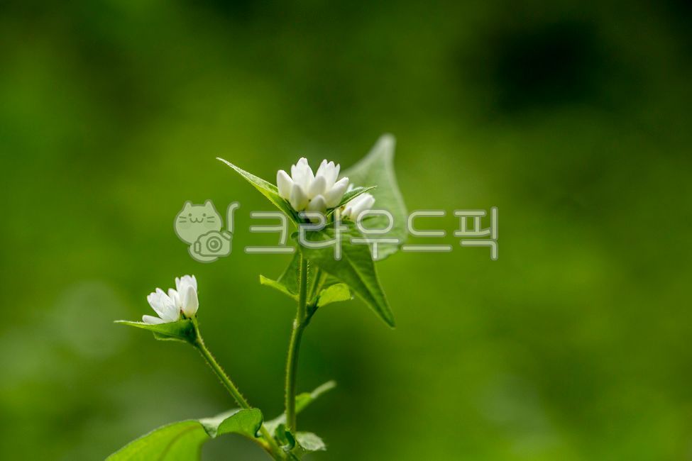 고마리,고마리꽃,야생화,가을꽃,마디풀과,큰꼬마리,줄고만이,조선꼬마리,꽃,flower,blossom