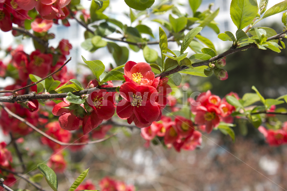 chaenomelesspeciosa,산당화,명자꽃,블러,아웃포커스,클로즈업,가지,나뭇가지,빨강,레드,빨간색,녹색,그린,초록색,나뭇잎,잎,잎사귀,꽃,플라워,생화,봄,봄꽃,실외,야외,공원,정원,나무,식물,자연,신선한