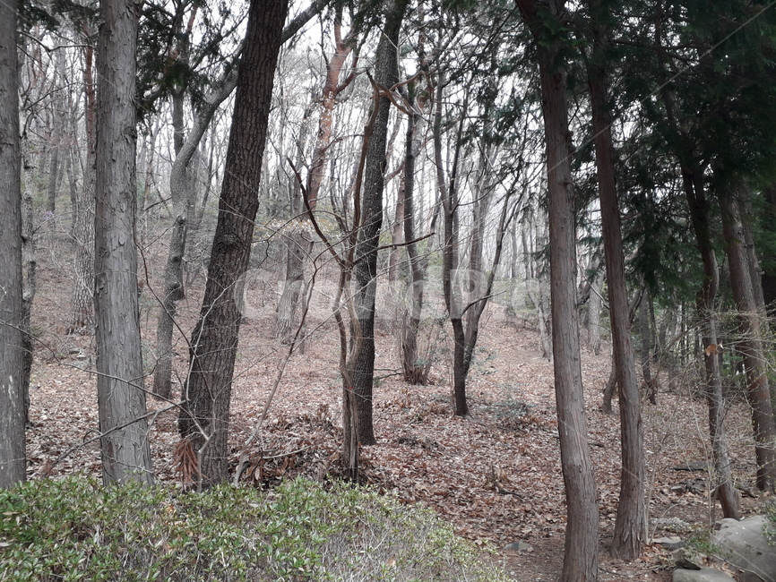 숲,나무,산,자연,흙