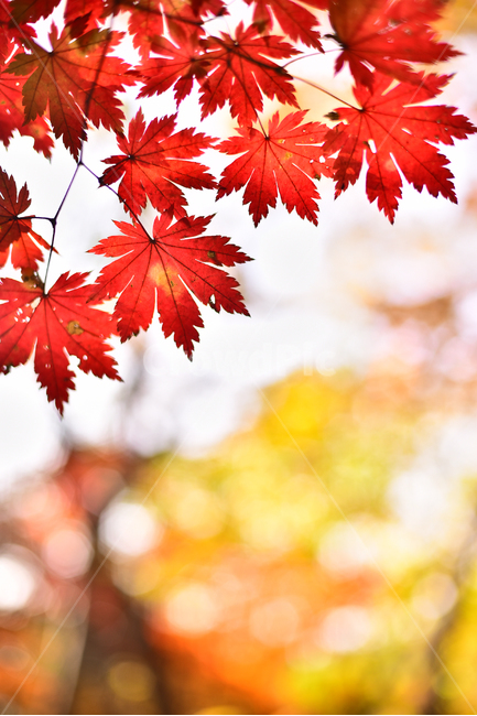 flare,maple forest,forest,yellow,red,healing,fall,Maple tree,Korean natural scenery,season,bokeh of light,Maple,natural,nature,autumn background,tree,leaf,outdoor,environment,Autumn sensibility,outdoors,background,plant,bokeh,maple,autumn,colorful,Color f