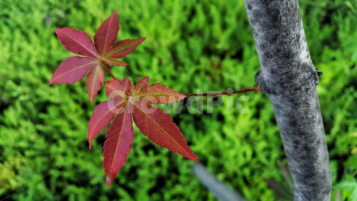 단풍나무,초록,자연,감성,plants,nature,feeling,season,봄,조경,배경,식물,빨강,단풍,칼라,감성사진,leaf,나무