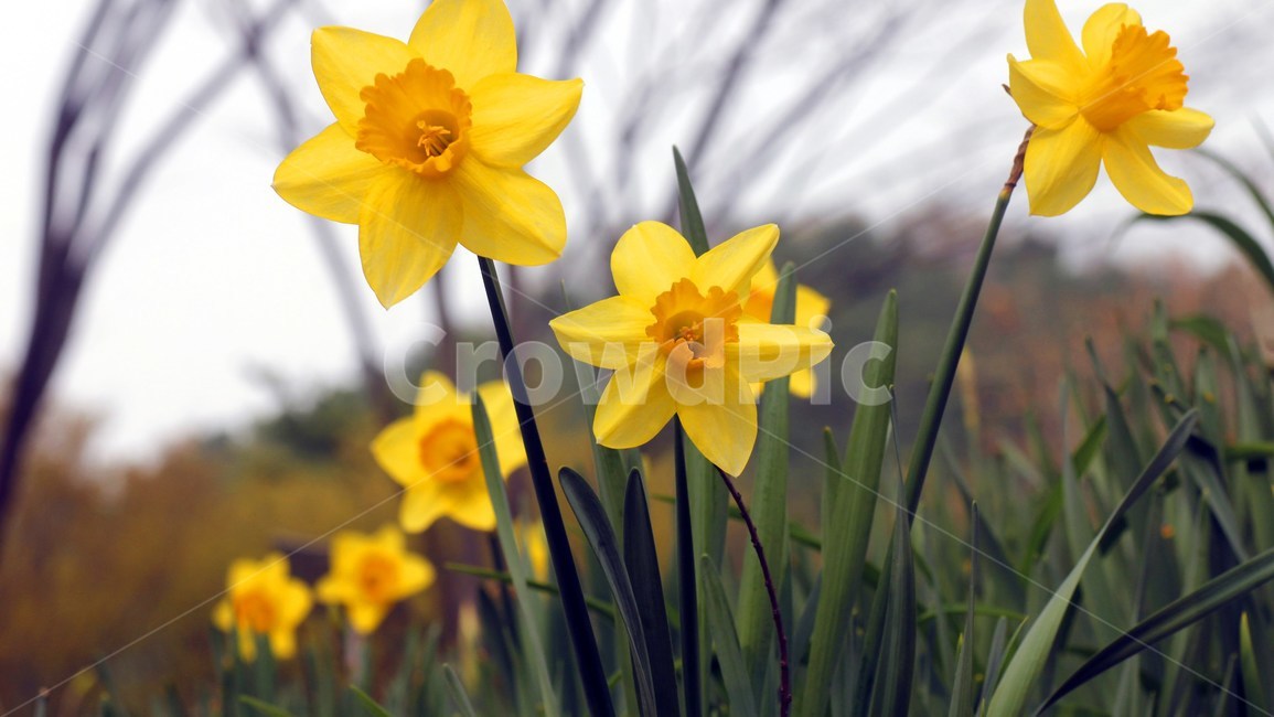 plant,식물,flower,blossom,꽃,수선화,daffodil,식물,자연,plants,nature,꽃,flower