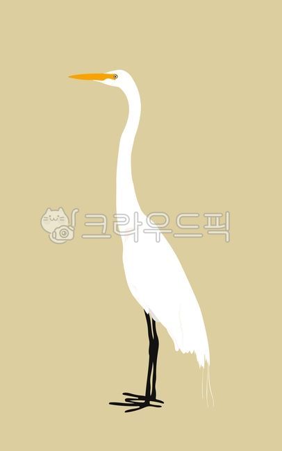 새,백로,동물,날개,자연,철새,부리,깃털,천연기념물,힐링,환경