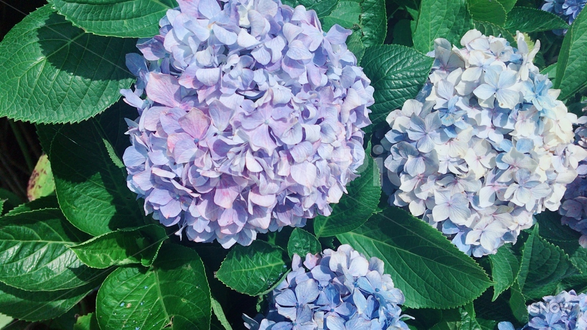 수국,꽃,hydrangea,flowers,여름철꽃,제주도수국,수국축제,연보라색꽃,はな,花