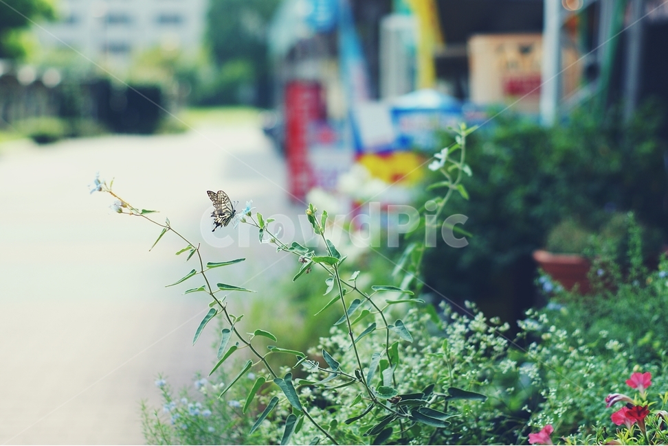 나비,꽃,호랑나비,butterfly,flower,동네,마을,town,식물,자연,plants,nature,동물,animal,곤충,벌레,insect,bug,감성,sensible,feeling