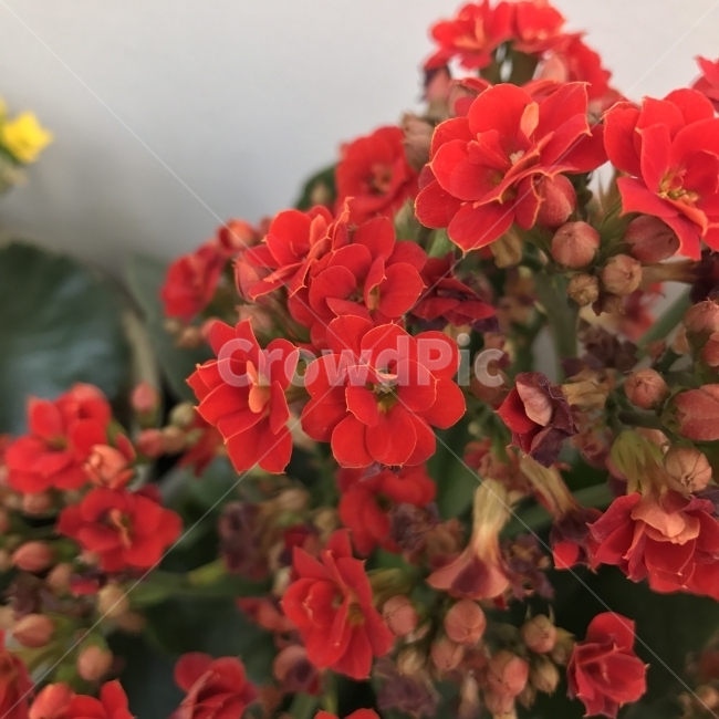 칼란디바,겹꽃카란코에,겹카란코에,Calandiva,Kalanchoe,마다가스카르,다육식물,여러해살이풀,꽃,Flower,네델란드,공기정화,식물,자연,plants,nature,꽃,flower