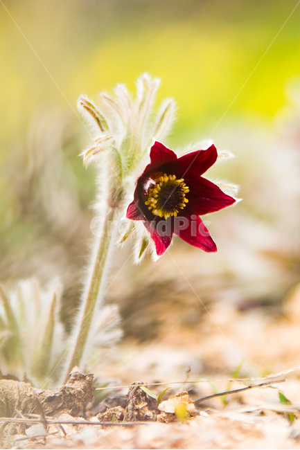 봄,꽃,할미꽃,자연,붉은색,봄,계절,spring,season,식물,자연,plants,nature,꽃,flower,plant