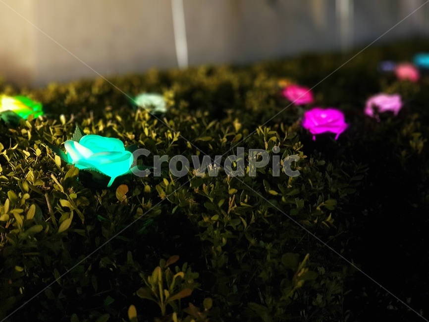 led,야경,꽃,아웃포커스,불빛