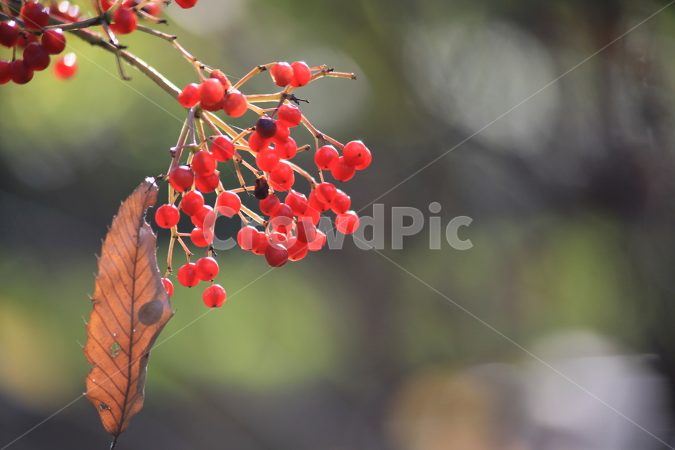 가을,결실,열매,붉은열매,가을사진,식물,자연,plants,nature,과일,열매,fruit