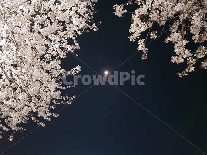 달,꽃,밤하늘,감성,flower,moon,sky,봄,계절,spring,season,야경,밤,풍경,nightscape,night,landscape,plant,식물,blossom