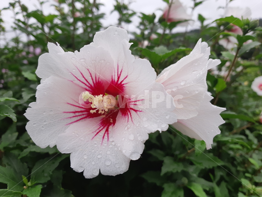 plant,식물,flower,꽃,무궁화,식물,자연,plants,nature,꽃,flower