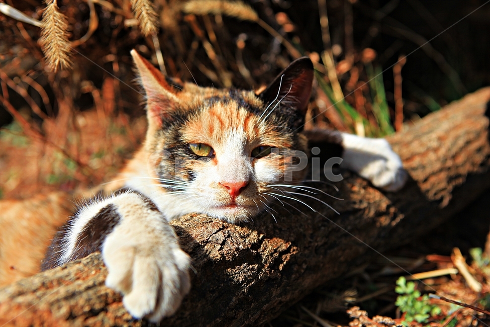 고양이,반려동물,동물,배경,자연,번식,동물,animal,포유류,mammal,고양이,cat,kitten,kitty