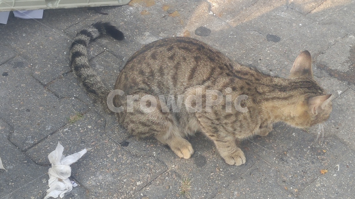 고양이,길고양이,동물,아기고양이,들고양이,동물,animal,포유류,mammal,고양이,cat,kitten,kitty