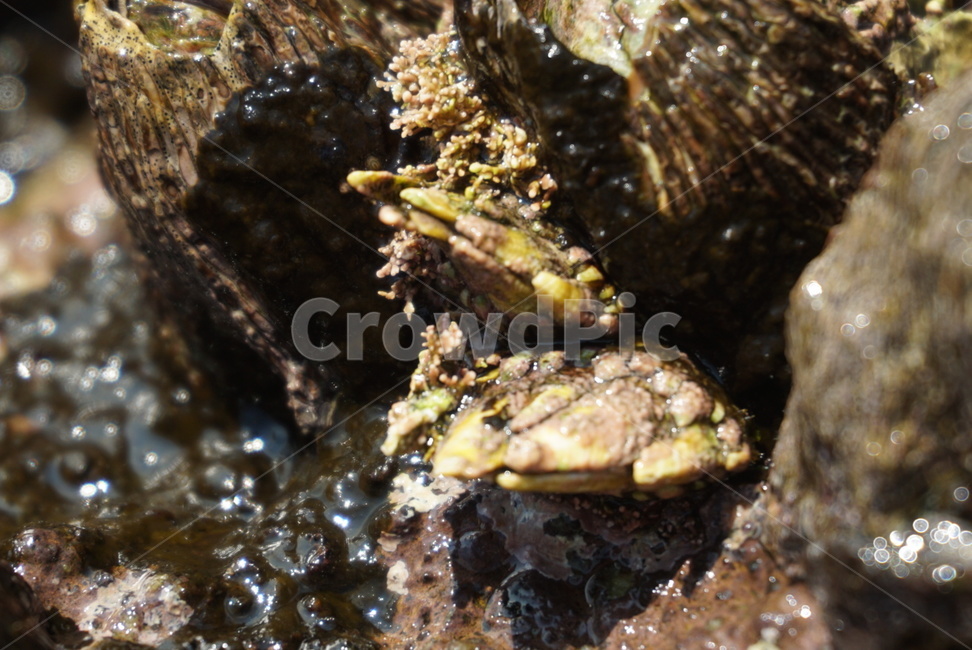 거북손,바다,바다생물,sea,sealife
