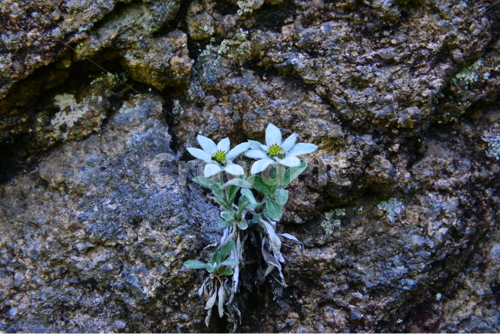 설악산,봄,꽃,산솜다리,식물,식물,자연,plants,nature,꽃,flower