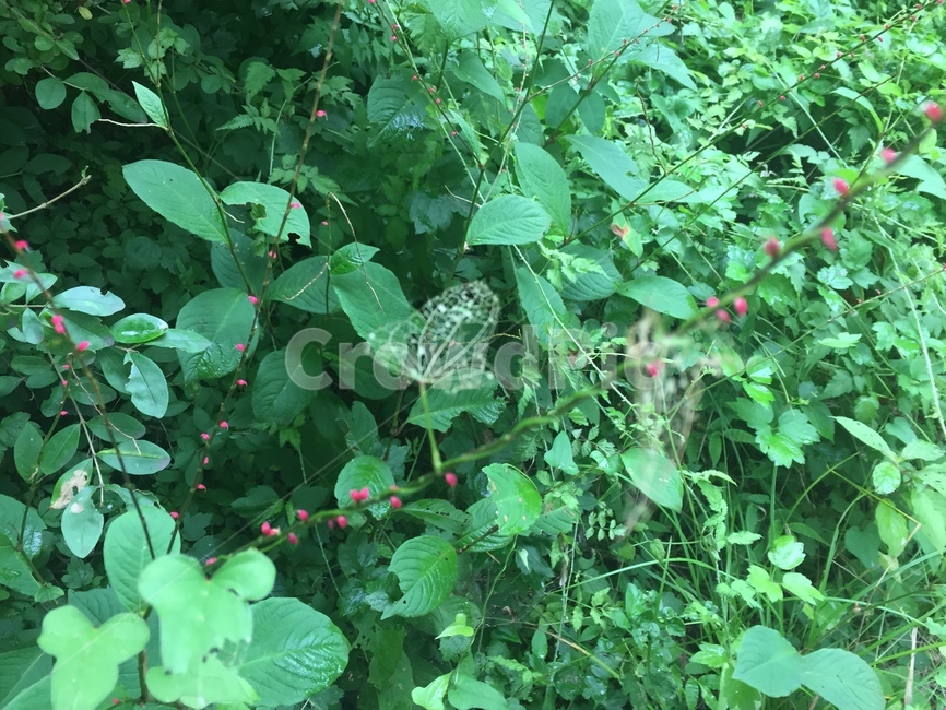 자연,풀잎,nature,grassleaf,꽃,식물,자연,plants,nature