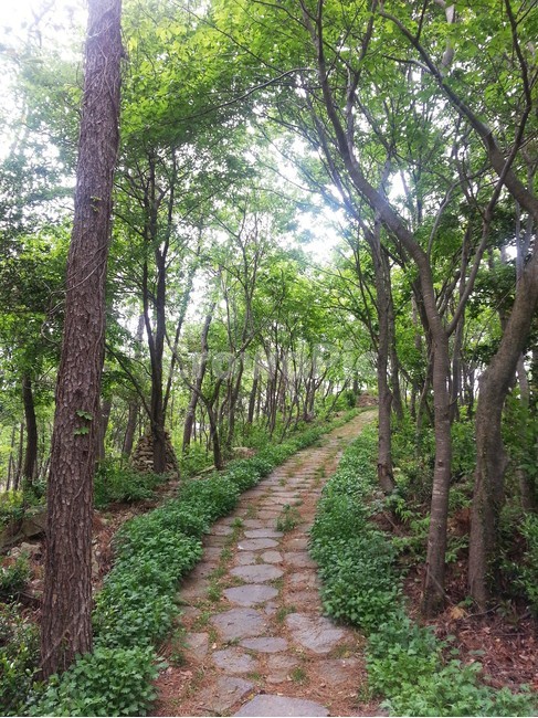 산속길,오솔길,나무,숲길,여름