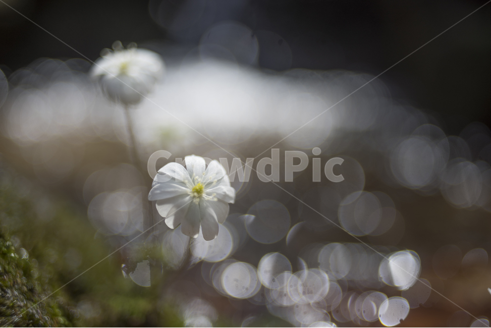 spring flowers,wildflowers,bokeh,hepatica,white hepatica