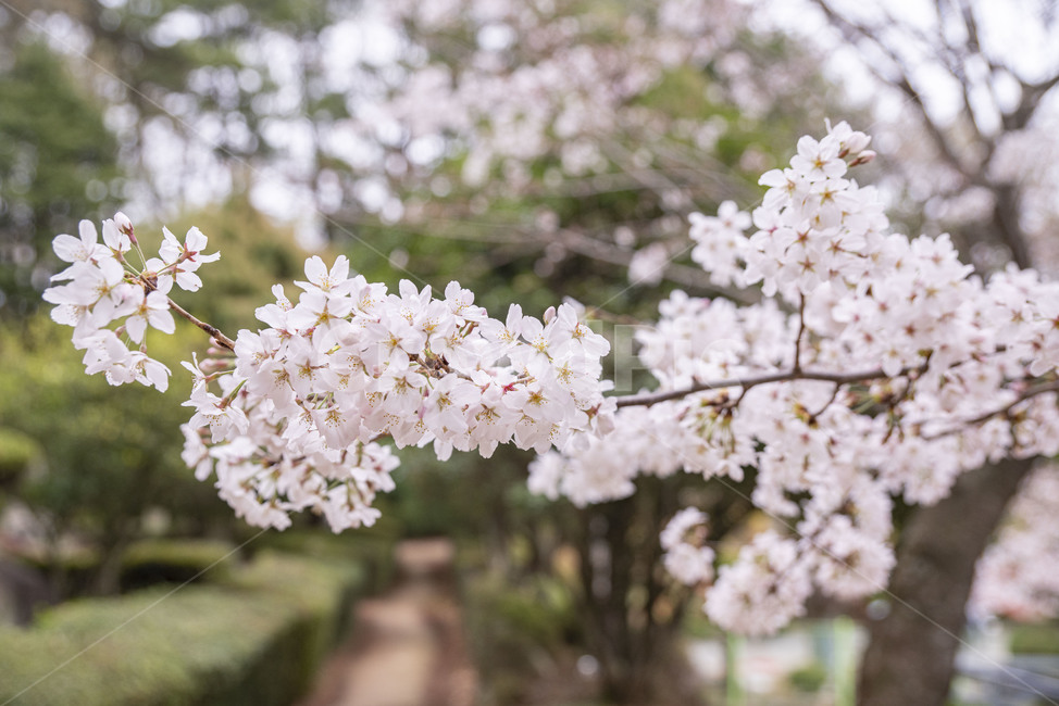 벚꽃,봄,봄꽃,벚나무,나무,꽃,plant,식물,blossom,flower