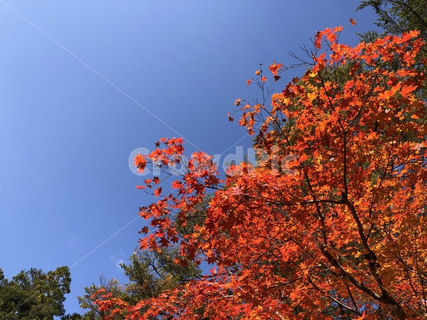 plant,식물,leaf,잎,tree,나무,maple,단풍,가을,계절,fall,autumn,season