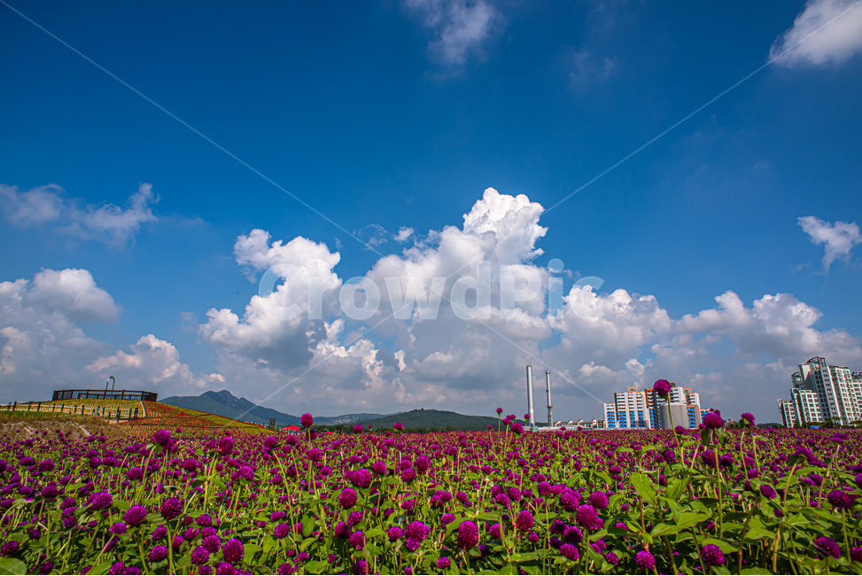 자연,꽃,천일홍,하늘,구름,자연,풍경,nature,landscape,outdoors,옥외,weather,날씨