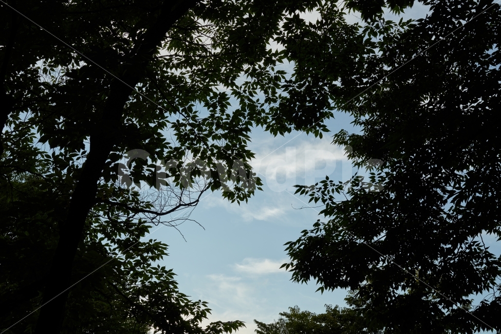 나무,숲,하늘,청명,그림자,역광,맑음,나무사이,나뭇잎,녹색,자연,풍경,자연,풍경,nature,landscape,tree,plant,식물