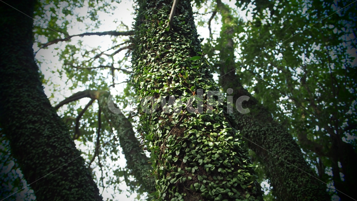 제주도,곶자왈,숲,자연,식물,생태계,여행,풍경,산책,트레킹,나무,식물,자연,plants,nature,나무,trees,wood