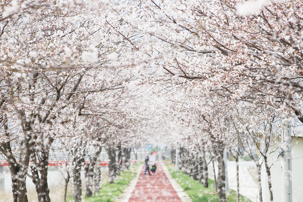 봄,벚꽃,꽃길,벚꽃엔딩,꽃,flower,spring,봄,계절,spring,season,감성,sensible,feeling,plant,식물,blossom