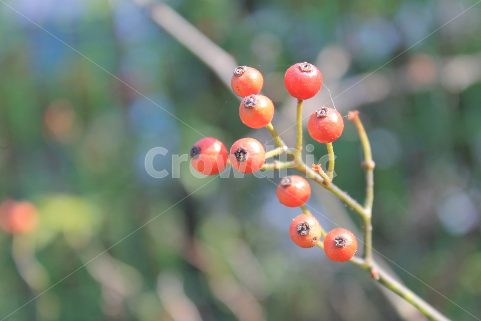 열매,빨간열매,야생열매,가을,plant,식물,fruit,과일,food,음식,나무,trees,wood,과일,열매,fruit