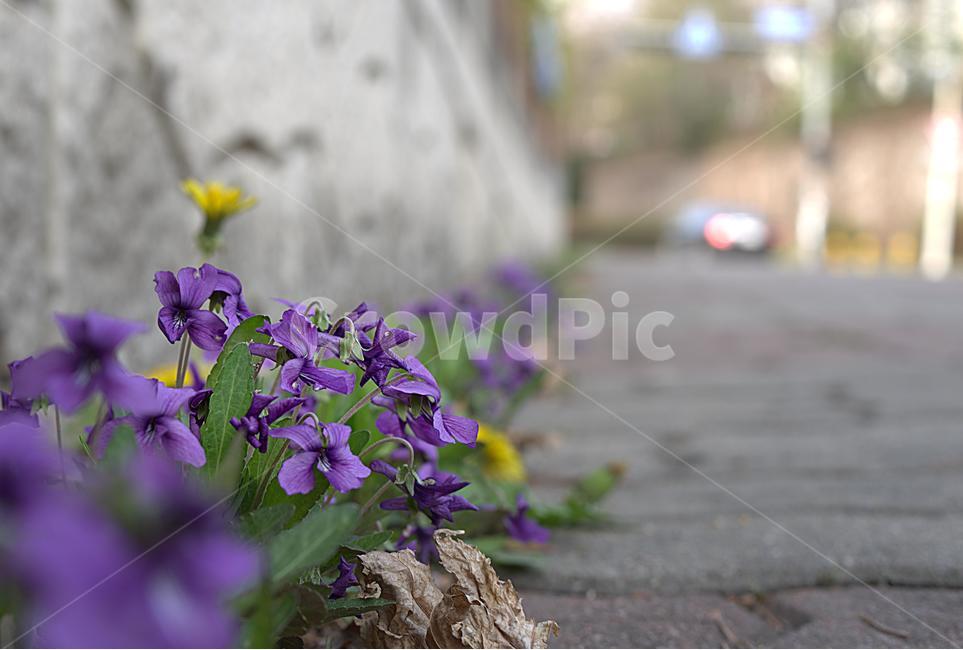 식물,봄꽃,꽃,봄,감성사진,감성,스냅,꽃사진,거리,봄꽃사진,식물,자연,plants,nature,꽃,flower